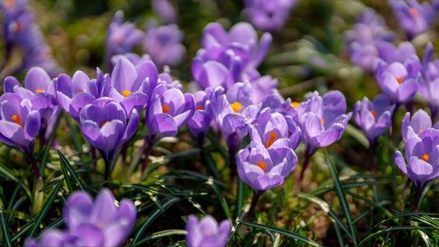 Crocuses are one of the first signs of Spring.