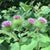 Burdock Tarot Garden + Gift Seed Packet