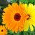 Calendula Tarot Garden + Gift Seed Packet