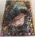 Florrie F Greeting Cards Wood Thrush