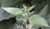 Stinging Nettle Tarot Garden + Gift Seed Packet