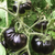 Black Beauty Tomato Tarot Garden + Gift Seed Packet