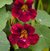 Black Velvet Nasturtium Tarot Garden + Gift Seed Packet