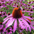 Strength in Echinacea Flower Tarot Garden + Gift Seed Packet