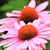 Strength in Echinacea Flower Tarot Garden + Gift Seed Packet