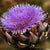 Purple Artichoke Tarot Garden + Gift Seed Packet