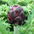 Purple Artichoke Tarot Garden + Gift Seed Packet